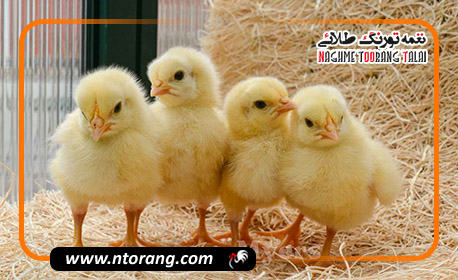 صادرات جوجه گوشتی در نژادهای مختلف به کشور عراق